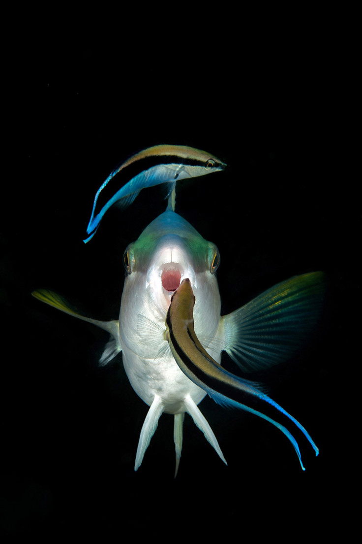 Underwater Photographer of the Year 2016