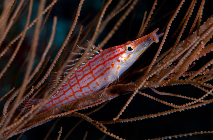 Underwater Photographer of the Year 2016