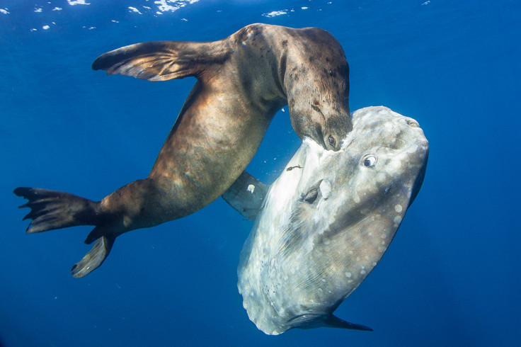 Underwater Photographer of the Year 2016