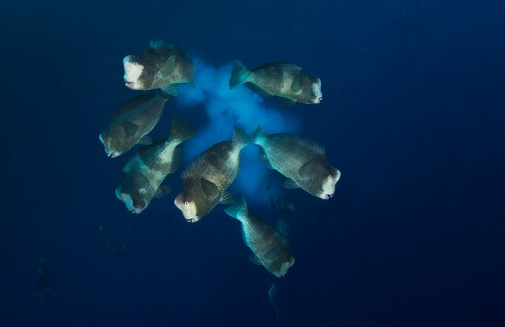 Underwater Photographer of the Year 2016