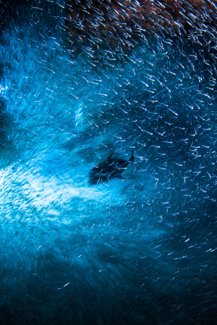 Underwater Photographer of the Year 2016