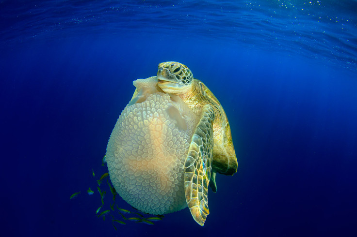 Underwater Photographer of the Year 2016