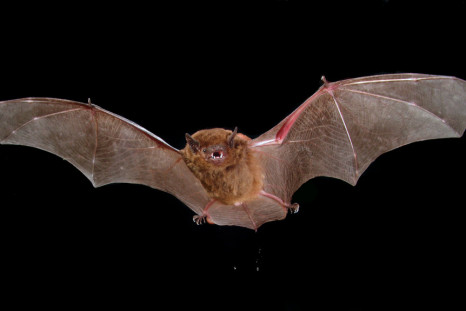Bats immunity