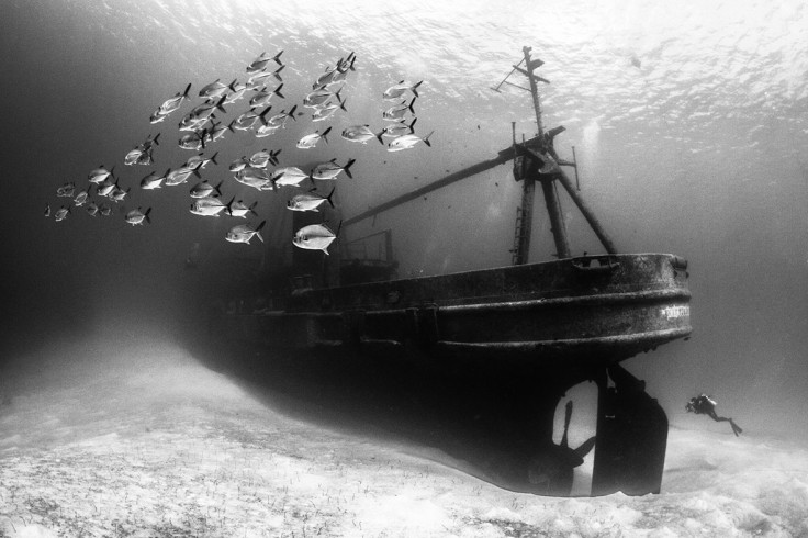 Underwater Photographer of the Year 2016