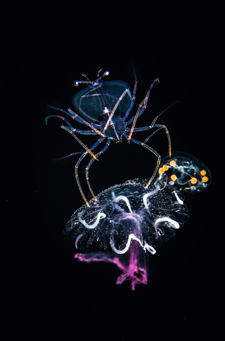 Underwater Photographer of the Year 2016