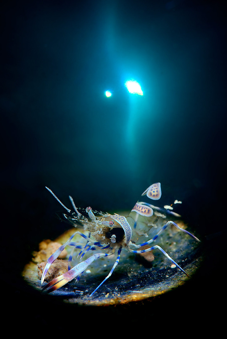 Underwater Photographer of the Year 2016