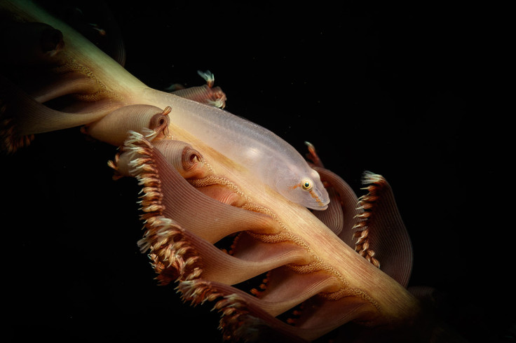 Underwater Photographer of the Year 2016