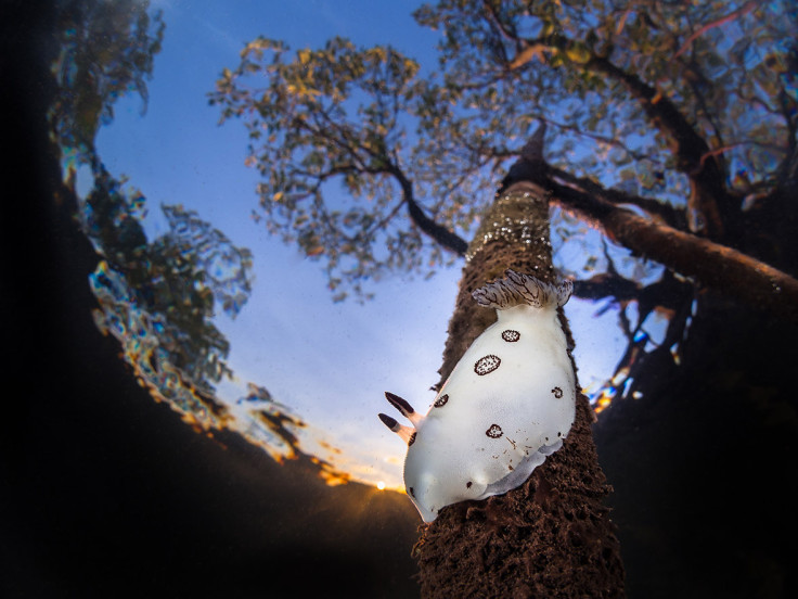 Underwater Photographer of the Year 2016