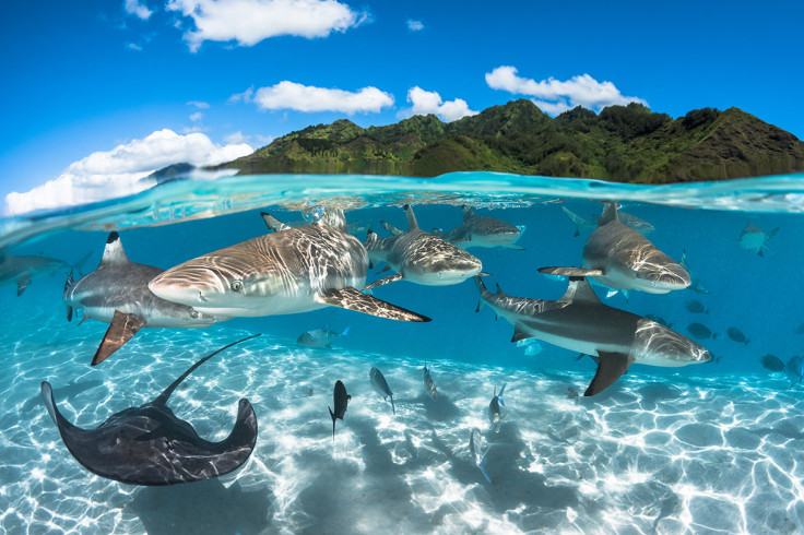 Underwater Photographer of the Year 2016