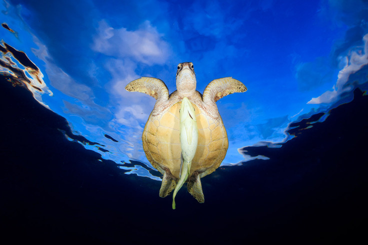 Underwater Photographer of the Year 2016