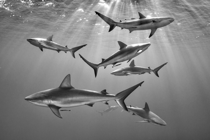 Underwater Photographer of the Year 2016