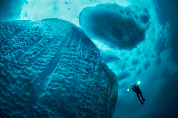 Underwater Photographer of the Year 2016