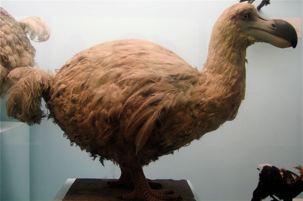 dodo bird found alive 2018