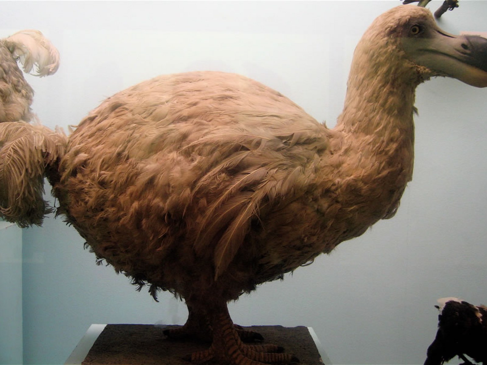 Dodos were not so dumb after all: Study shows clichés about extinct bird  are 'unfounded'