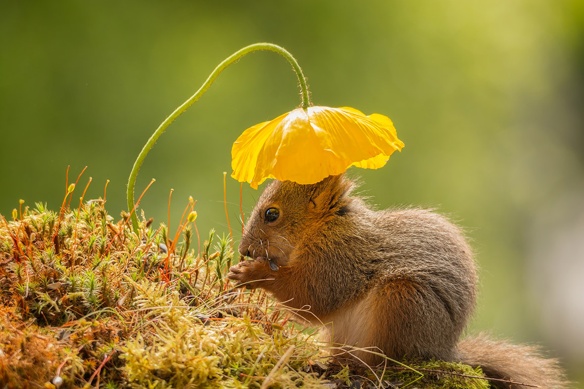 Smithsonian Photo Contest 2016 finalists: Vote for the best wildlife