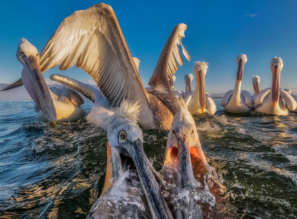 Smithsonian Photo Contest 2016 finalists Vote for the best wildlife