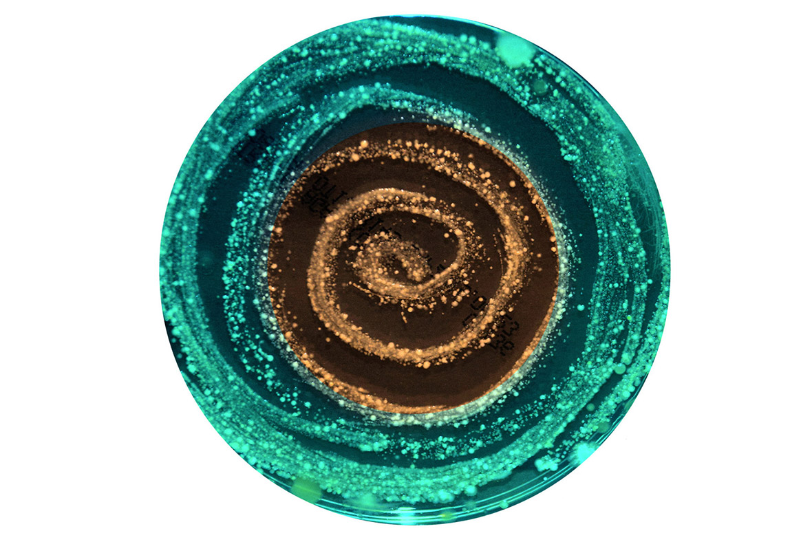 Other Self Portraits