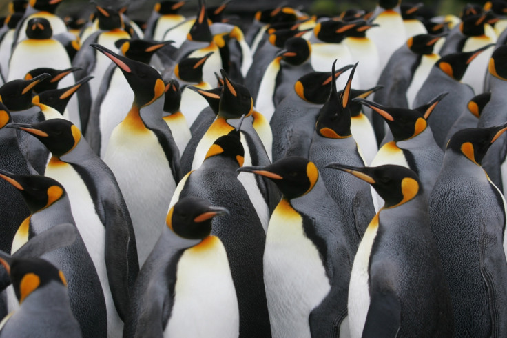 king penguins