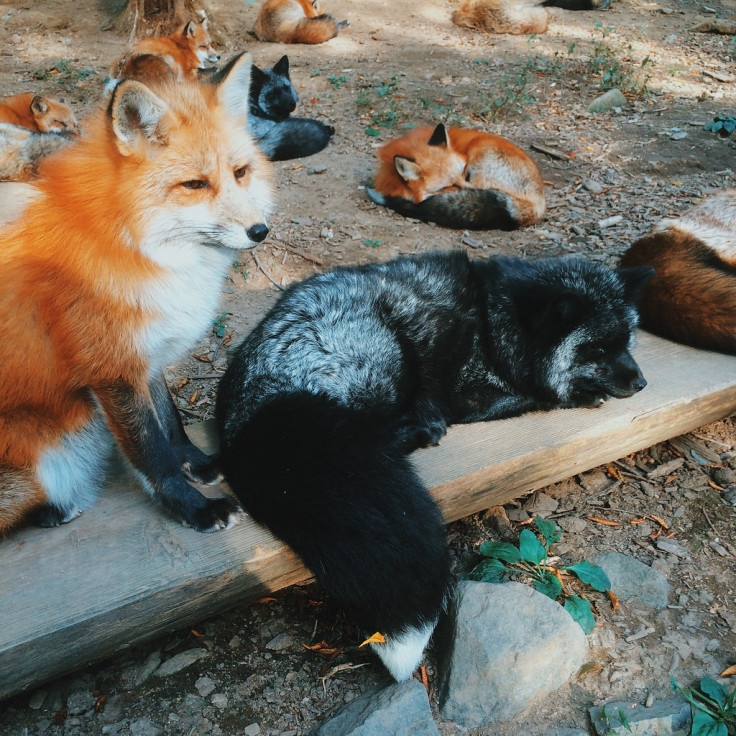 zao fox village
