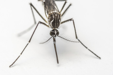 Google to combat Zika virus