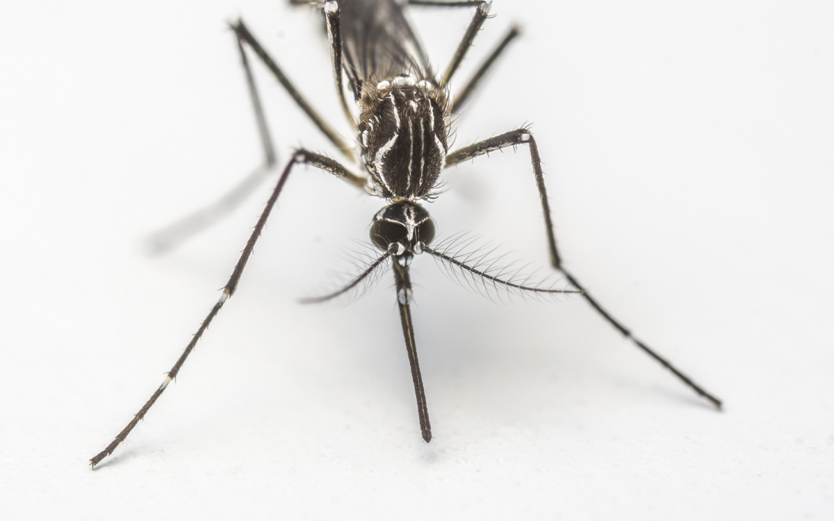 Google to combat Zika virus Google to combat Zika virus