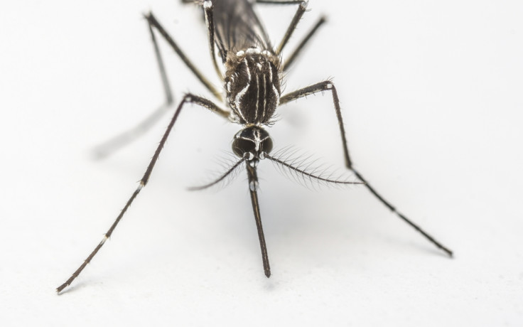 Zika mosquito Zika mosquito