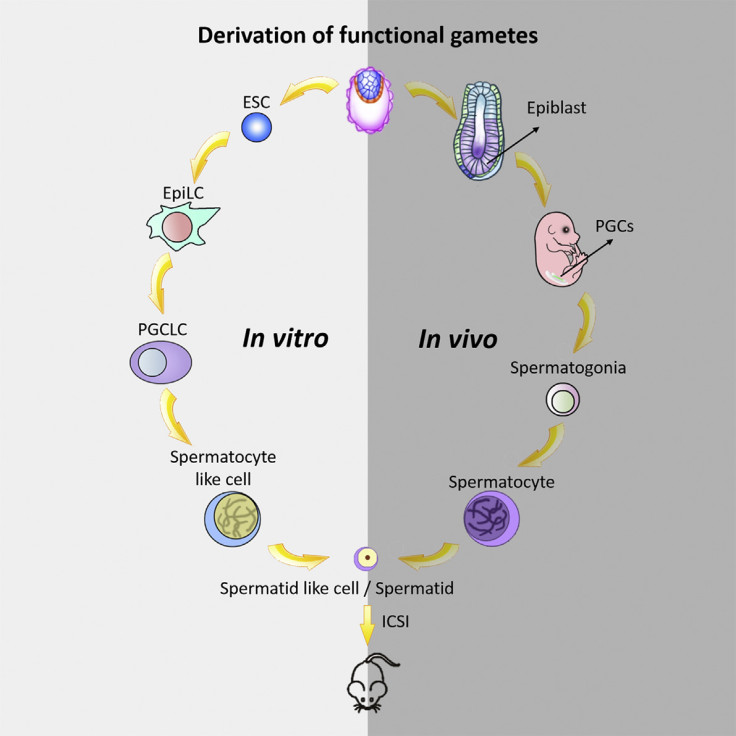 Make mouse embryos