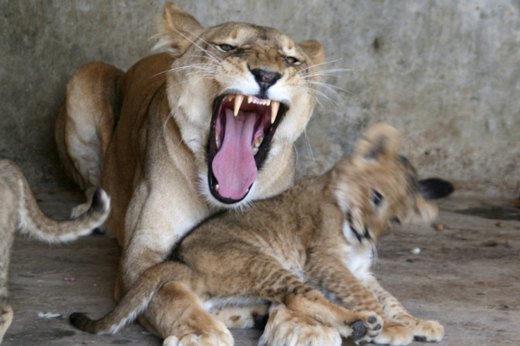 Taiz zoo, lions