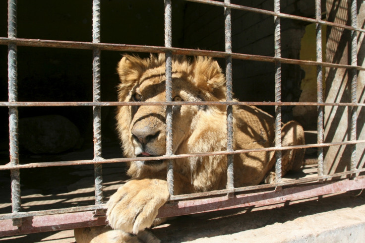 Lion, Tiaz zoo