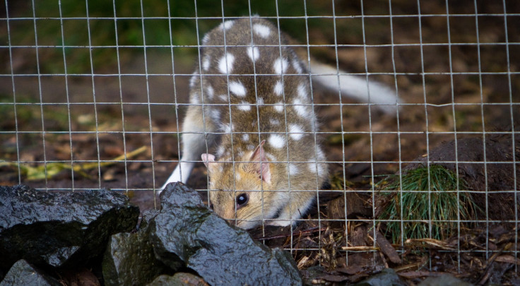 Eastern Quoll