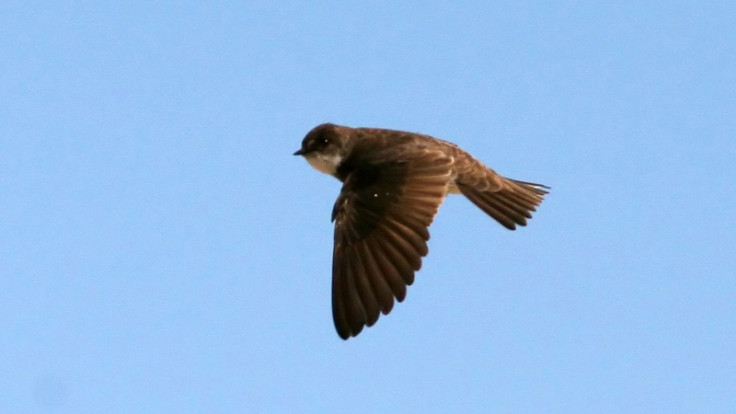 Riparia riparia sand martin