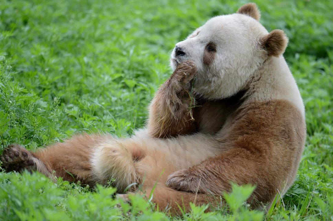 China World's last known brown panda Qi Zai still standing after