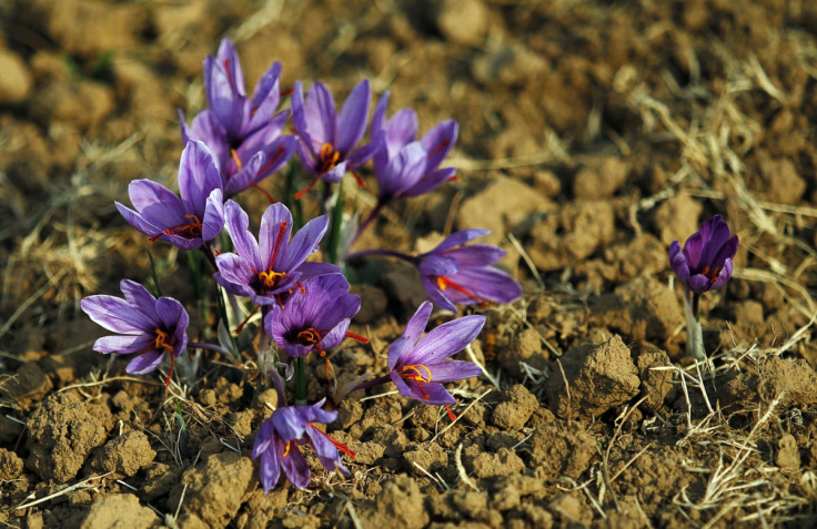 Afghan saffron production