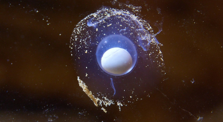 Olm egg