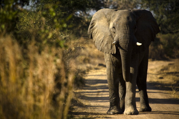 elephant ivory