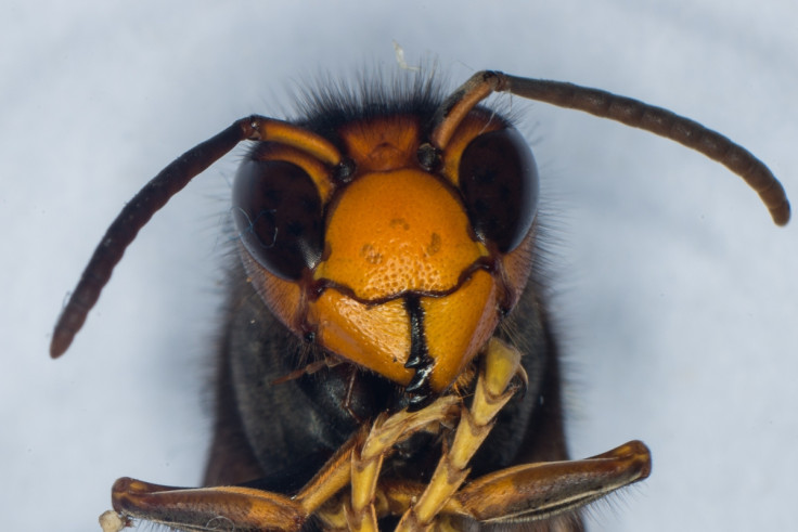 Asian Hornet