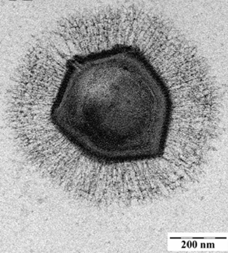 mimivirus