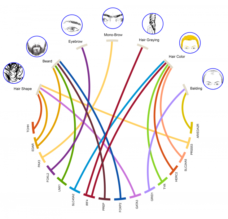 genes for hair types