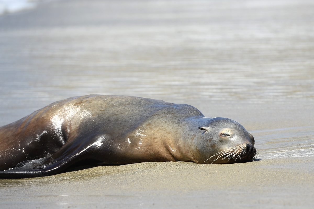 California: Thousands of sea lions starving to death as population boom