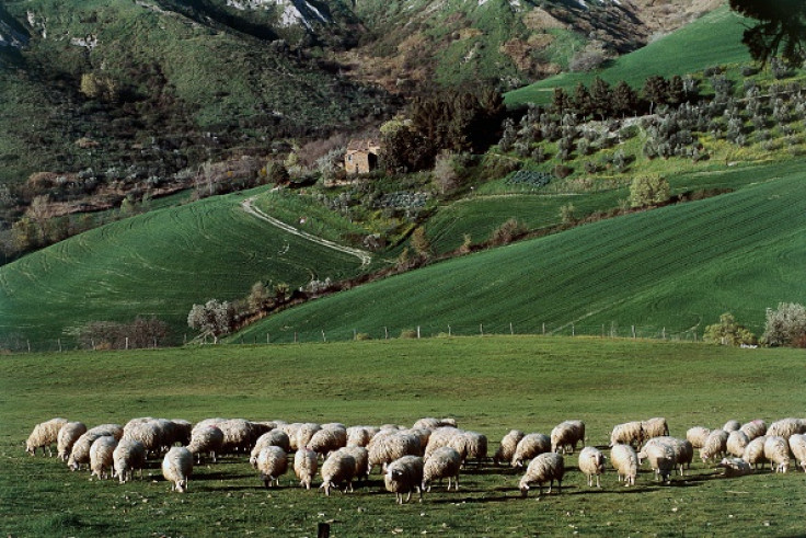 sheep fertiliser fertility