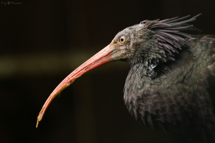 Northern Bald Ibis