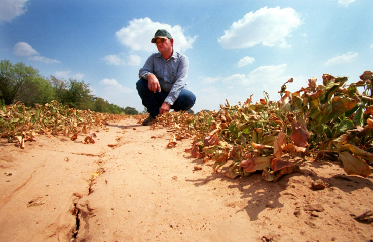 Wilted crops