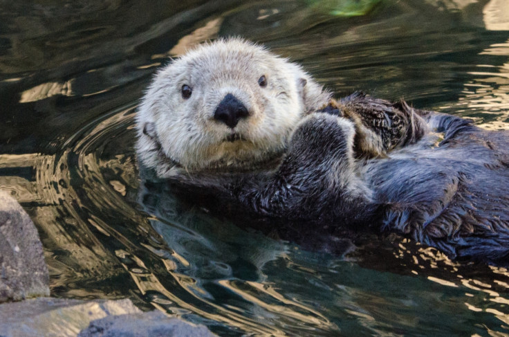 sea otter