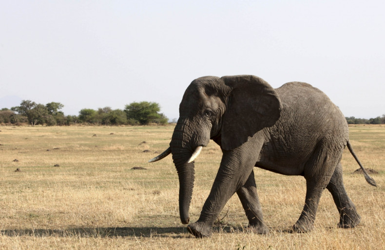 elephant in serengeti