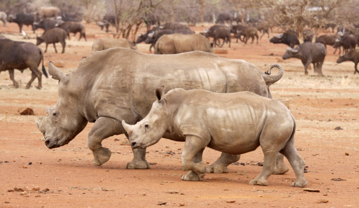 rhinos kruger national park