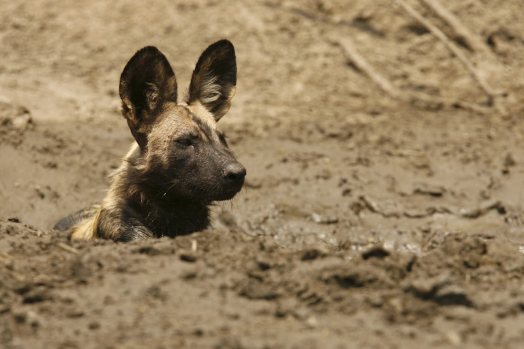 african wild dog mana pools