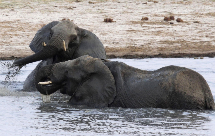 elephants hwange national park