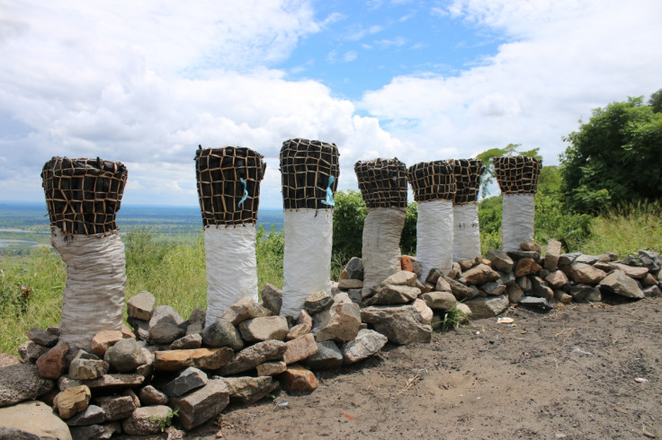 Charcoal business in Malawi