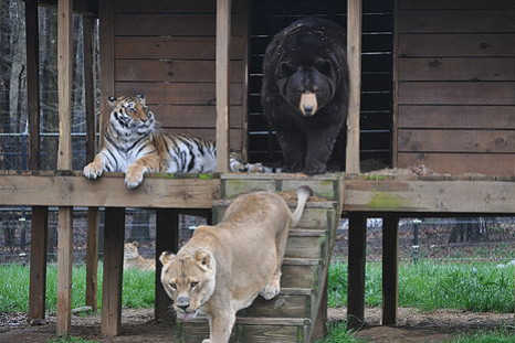 lions and tigers and bears