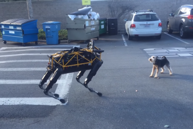 Real dog takes on robo-dog